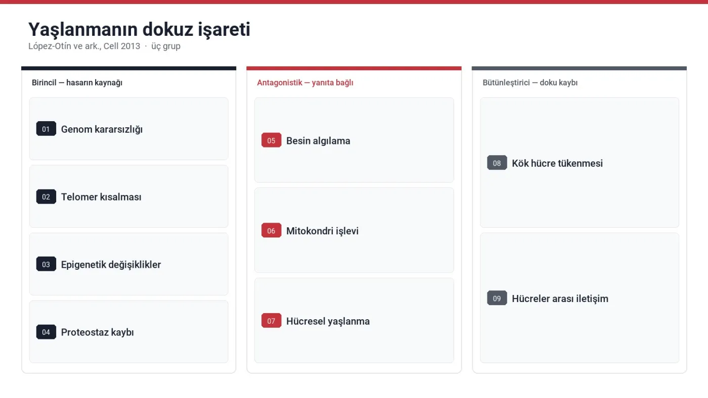 Yaşlanmanın dokuz işareti — birincil, antagonistik ve bütünleştirici gruplar